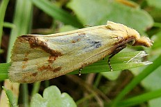 Saturnus godmani - Distelwickler